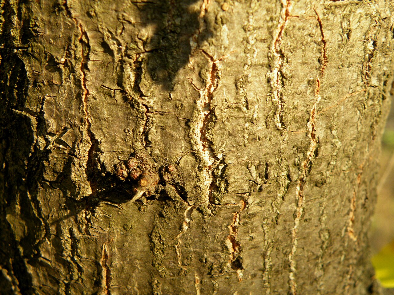Macedonian oak: Macedonian oak (Quercus trojana ) is a small to medium-sized tree reaching 10–25 m tall, late deciduous to semi-evergreen, with grey-green leaves 3–7 cm long an