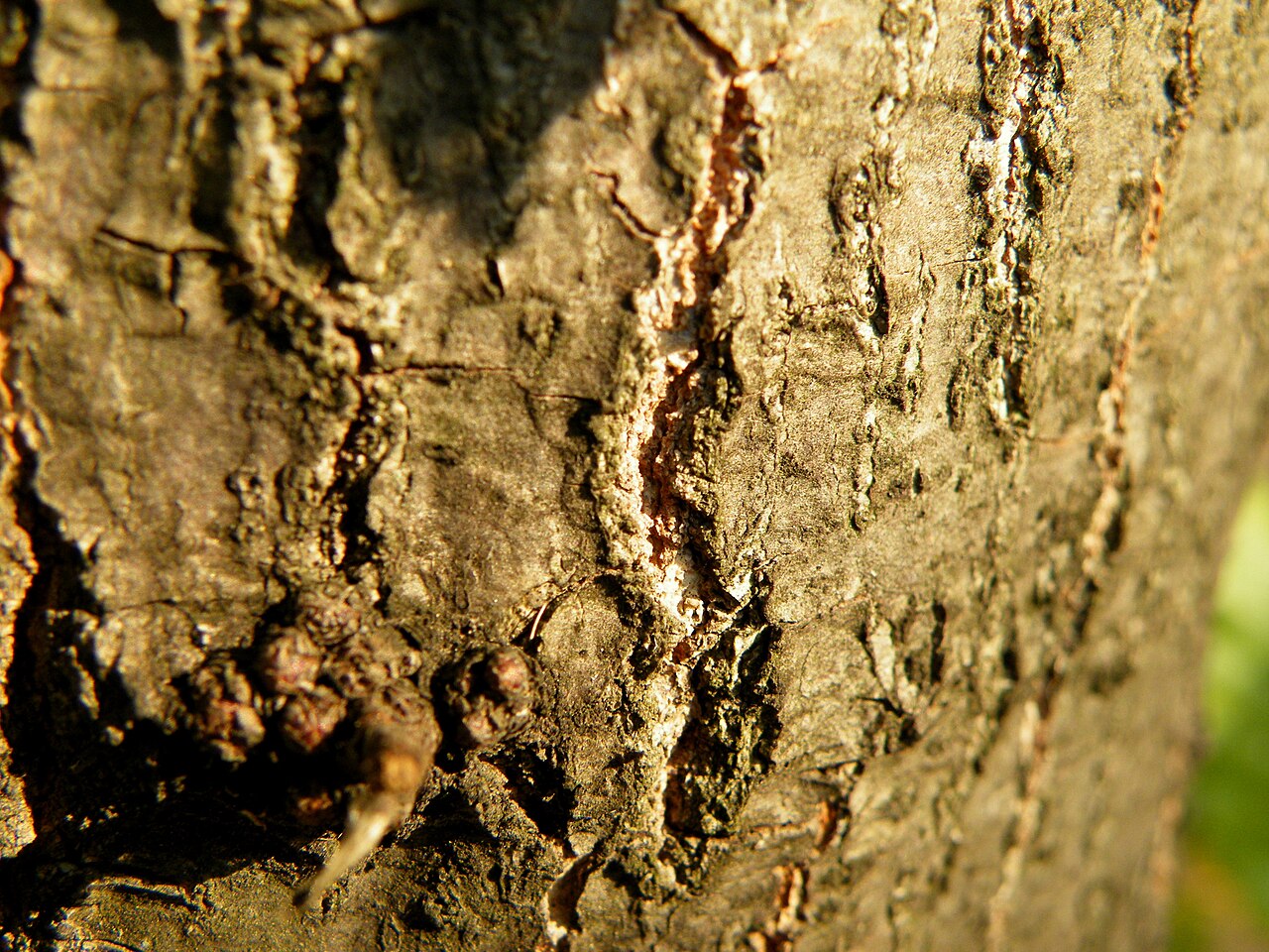 Macedonian oak: Macedonian oak (Quercus trojana ) is a small to medium-sized tree reaching 10–25 m tall, late deciduous to semi-evergreen, with grey-green leaves 3–7 cm long an