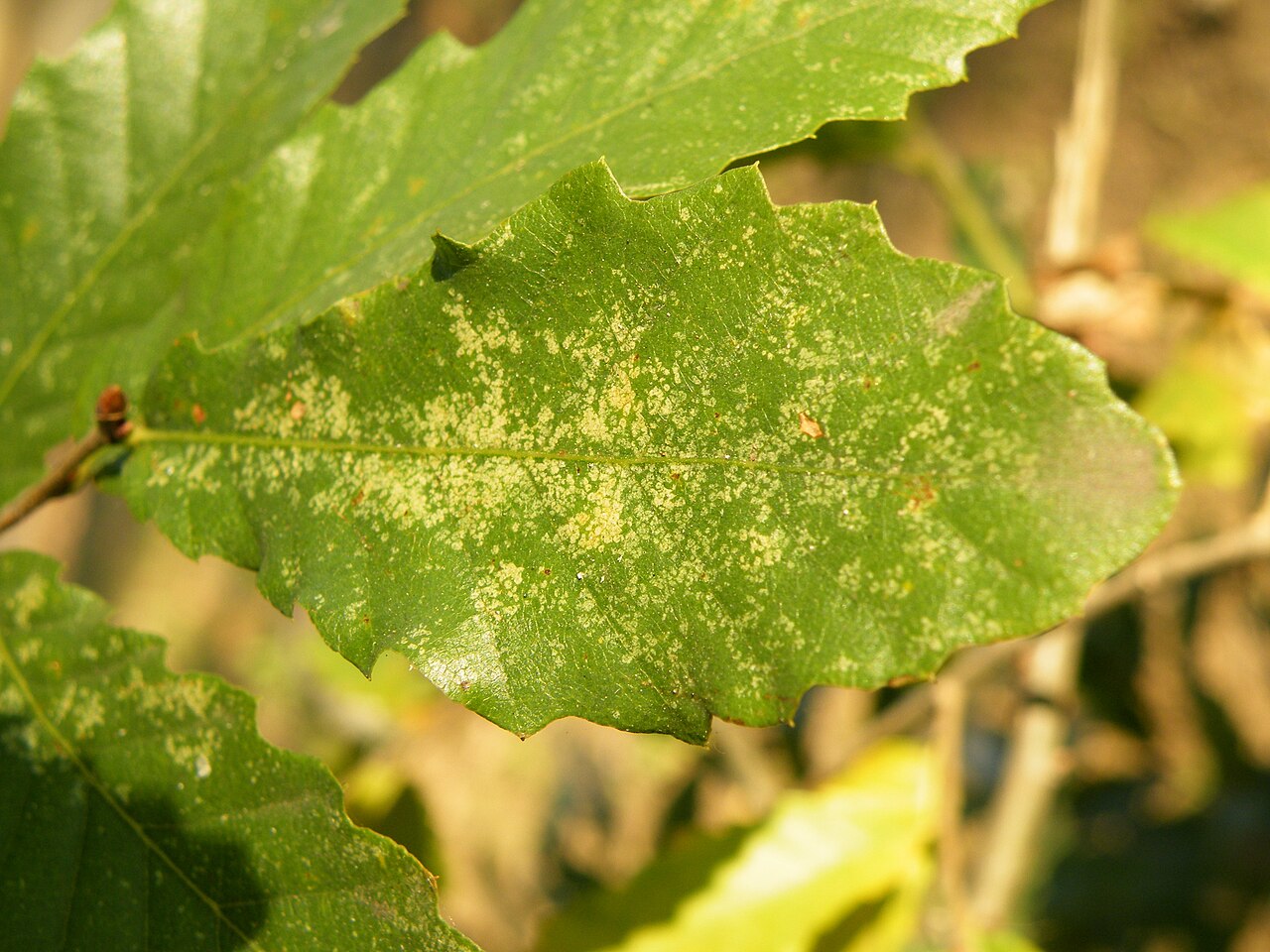 Macedonian oak: Macedonian oak (Quercus trojana ) is a small to medium-sized tree reaching 10–25 m tall, late deciduous to semi-evergreen, with grey-green leaves 3–7 cm long an