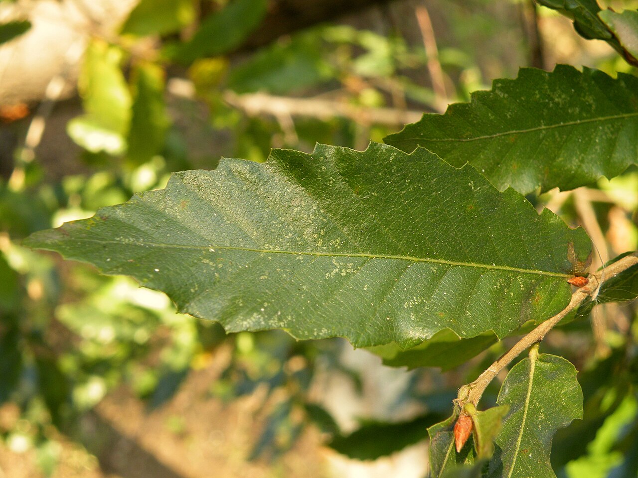 Macedonian oak: Macedonian oak (Quercus trojana ) is a small to medium-sized tree reaching 10–25 m tall, late deciduous to semi-evergreen, with grey-green leaves 3–7 cm long an