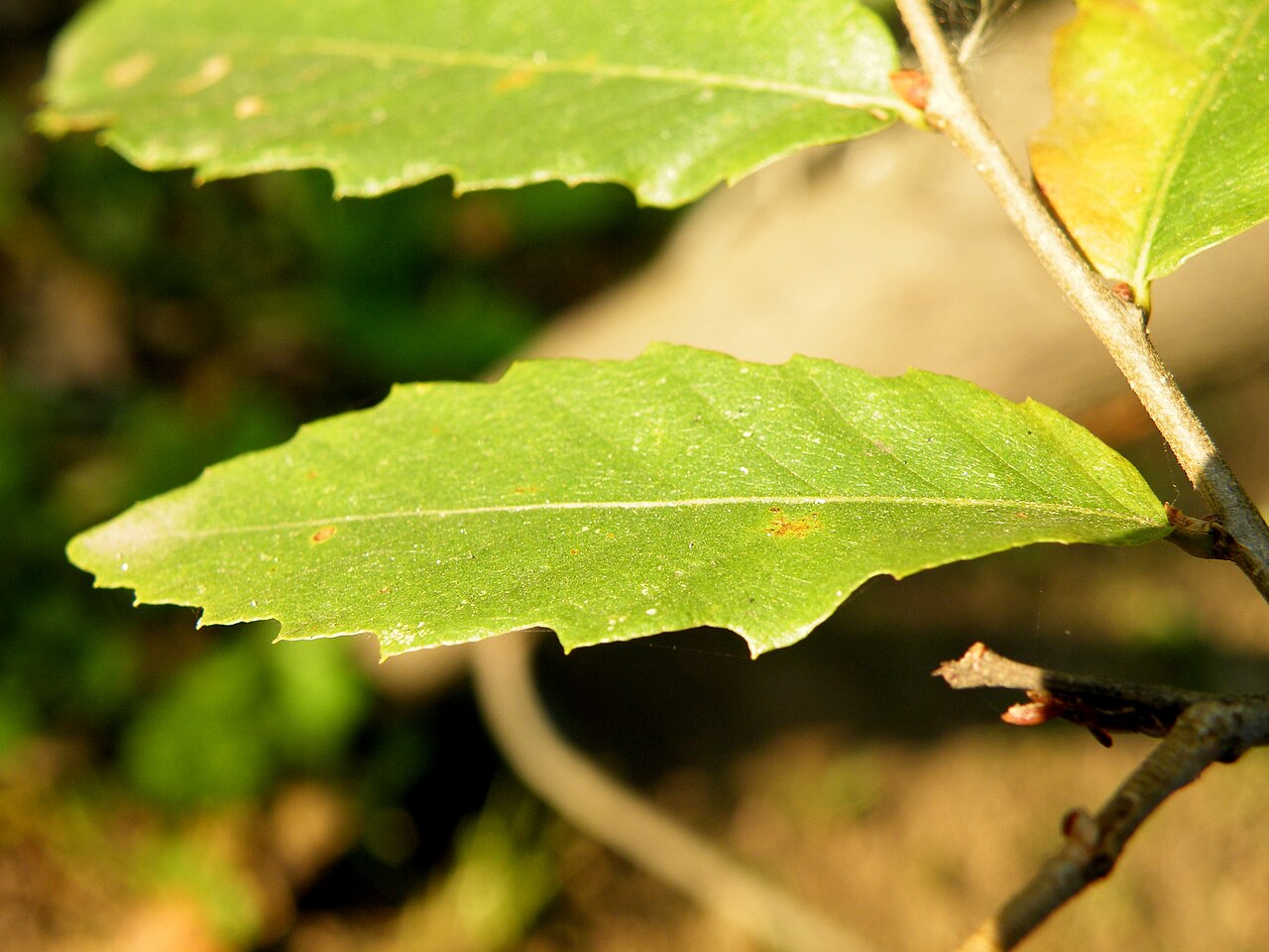 Macedonian oak: Macedonian oak (Quercus trojana ) is a small to medium-sized tree reaching 10–25 m tall, late deciduous to semi-evergreen, with grey-green leaves 3–7 cm long an