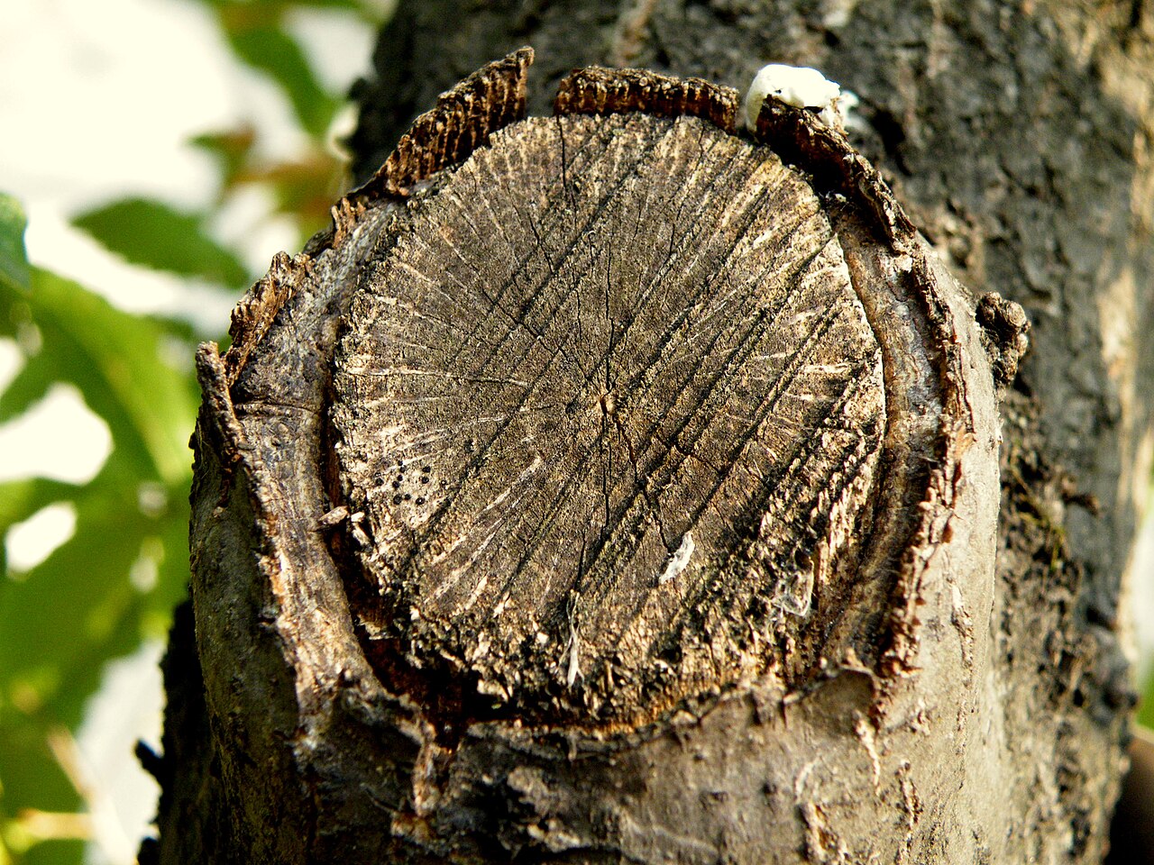 Macedonian oak: Macedonian oak (Quercus trojana ) is a small to medium-sized tree reaching 10–25 m tall, late deciduous to semi-evergreen, with grey-green leaves 3–7 cm long an