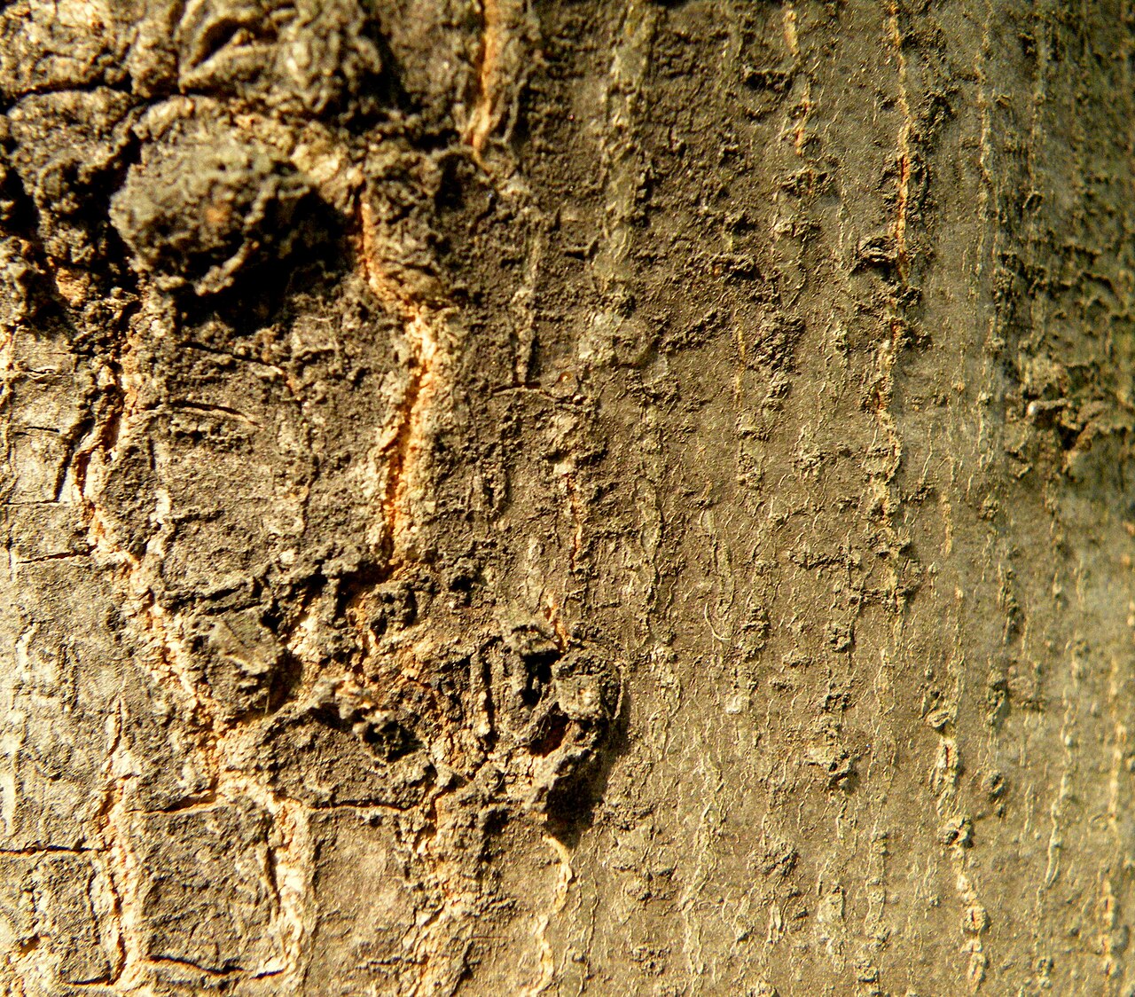 Macedonian oak: Macedonian oak (Quercus trojana ) is a small to medium-sized tree reaching 10–25 m tall, late deciduous to semi-evergreen, with grey-green leaves 3–7 cm long an