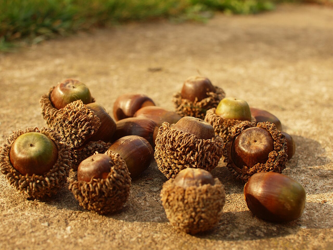 Macedonian oak: Quercus trojana Früchte