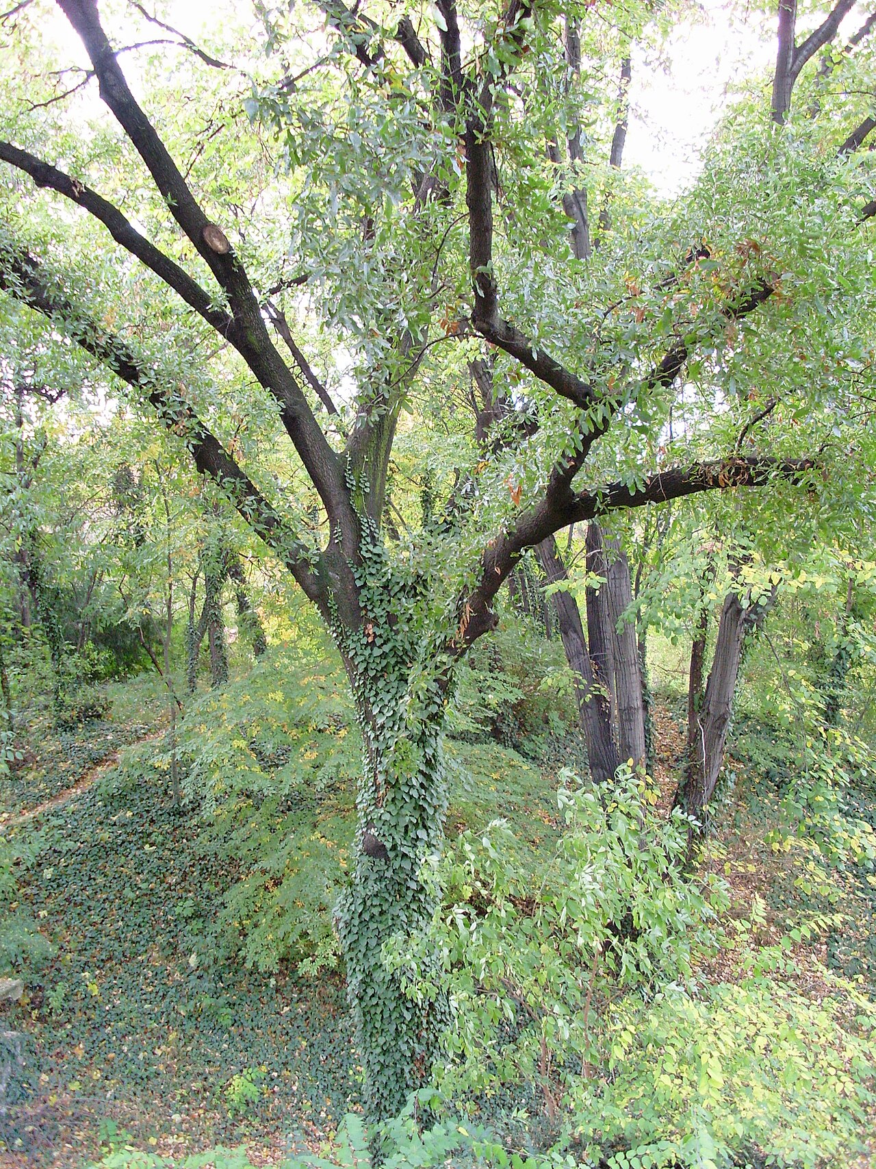Macedonian oak: Quercus trojana, Botanical garden Jevremovac