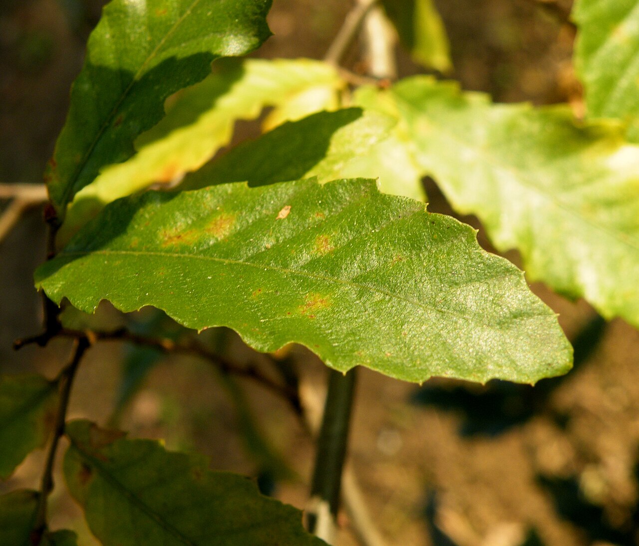 Macedonian oak: Macedonian oak (Quercus trojana ) is a small to medium-sized tree reaching 10–25 m tall, late deciduous to semi-evergreen, with grey-green leaves 3–7 cm long an