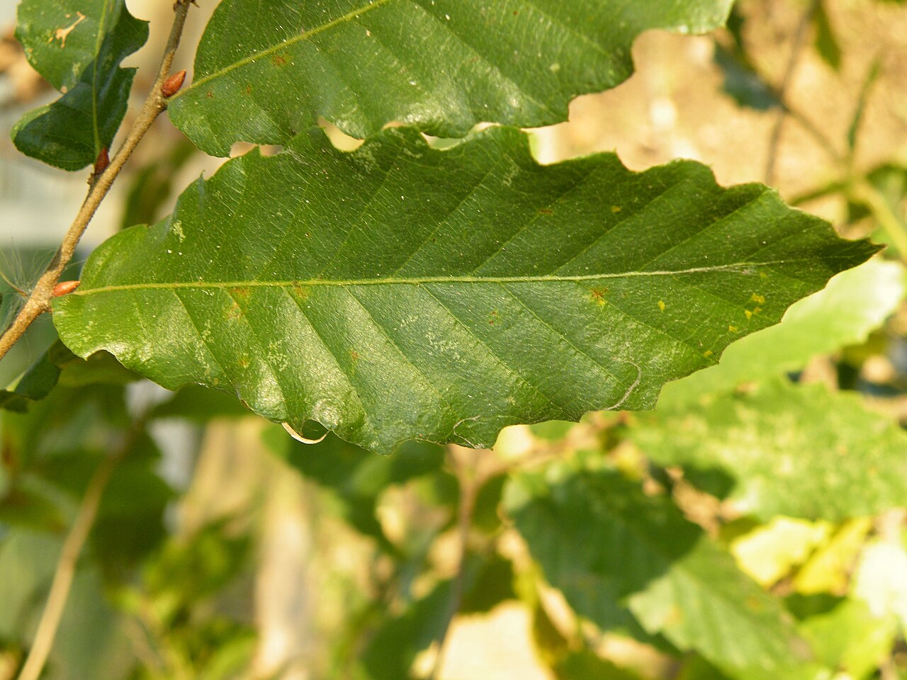 Macedonian oak: Macedonian oak (Quercus trojana ) is a small to medium-sized tree reaching 10–25 m tall, late deciduous to semi-evergreen, with grey-green leaves 3–7 cm long an