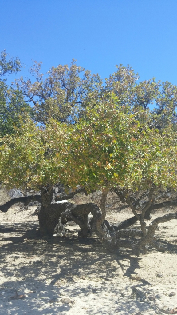 Quercus tuberculata (Quercus tuberculata)