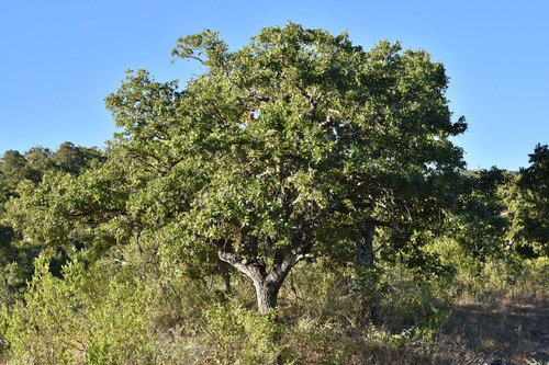 Quercus tuberculata (Quercus tuberculata)