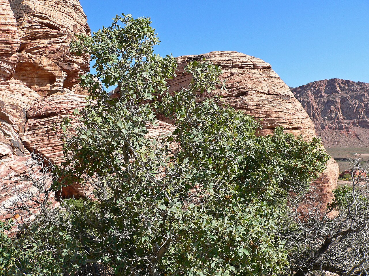 Sonoran scrub oak: Photo of Quercus turbinella in Calico Basin west of Las Vegas, Nevada
