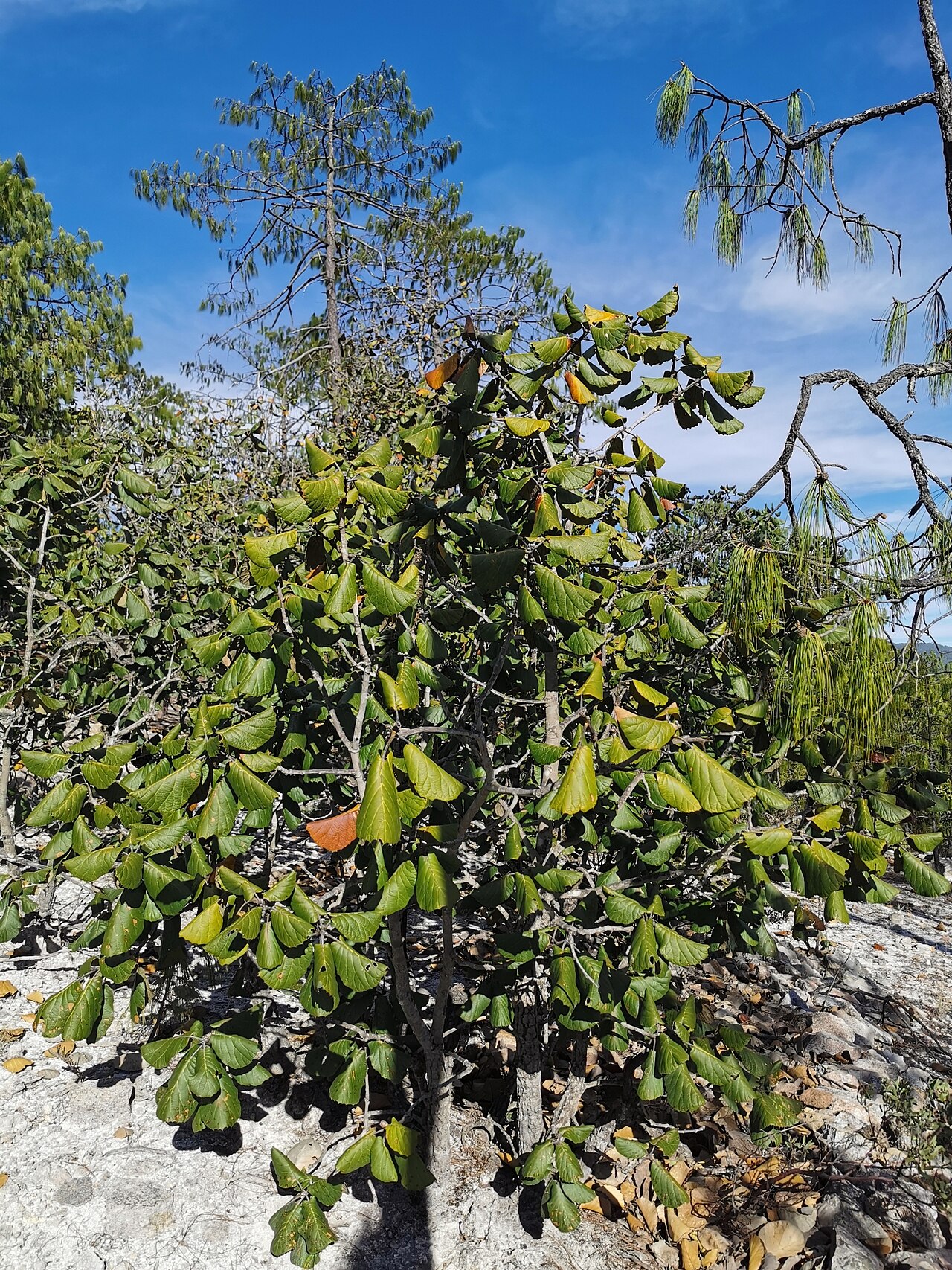 Quercus urbani: Vegetative structure of Quercus urbanii from Durango, Mexico.