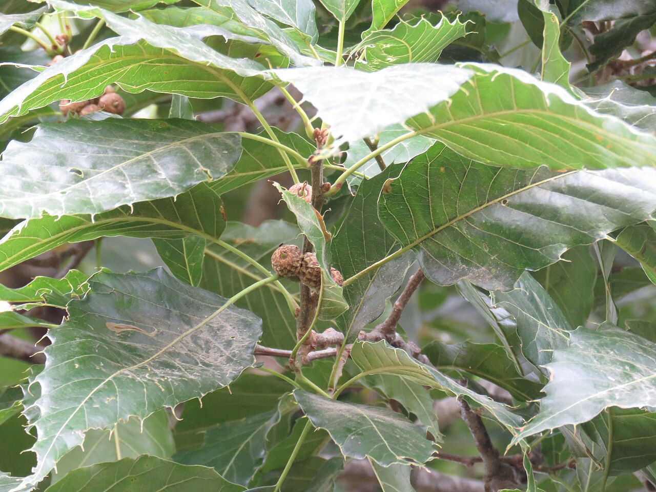 Quercus uxoris: Quercus uxoris