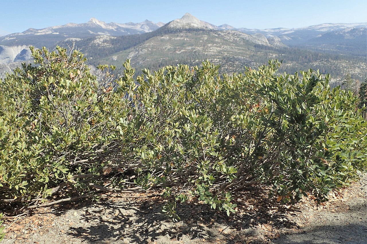 Huckleberry oak: Quercus vacciniifolia in Glacier Point in Yosemity NP, California