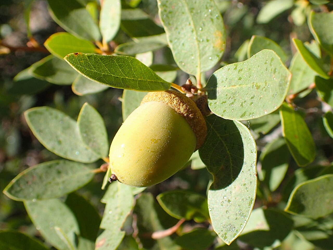 Huckleberry oak: Quercus vacciniifolia in Glacier Point in Yosemity NP, California