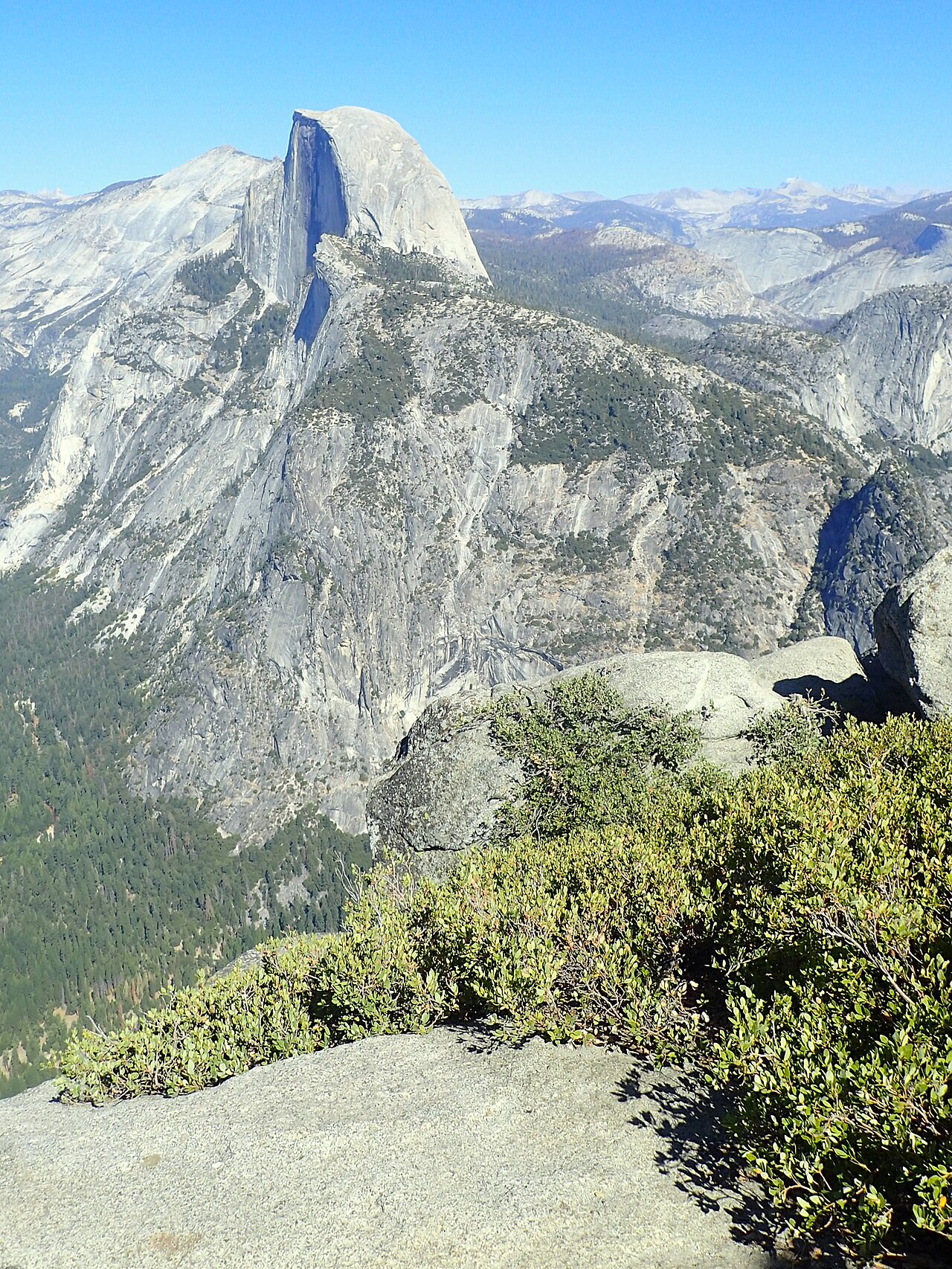 Huckleberry oak: Quercus vacciniifolia in Glacier Point and Half Dome in background in Yosemity NP, California