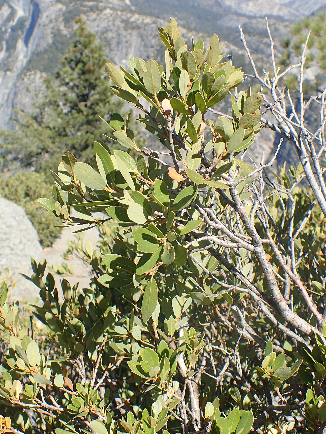 Huckleberry oak: Quercus vacciniifolia in Glacier Point in Yosemity NP, California