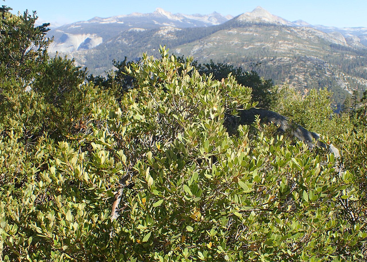 Huckleberry oak: Quercus vacciniifolia in Glacier Point in Yosemity NP, California