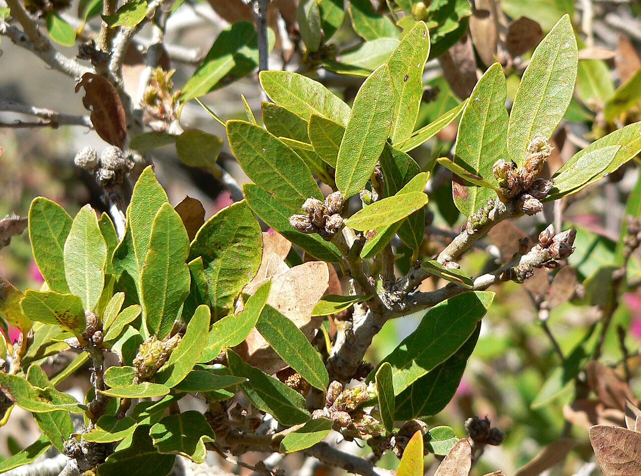 Huckleberry oak: Quercus vaccinifolia at the University of California Botanical Garden , Berkeley, California