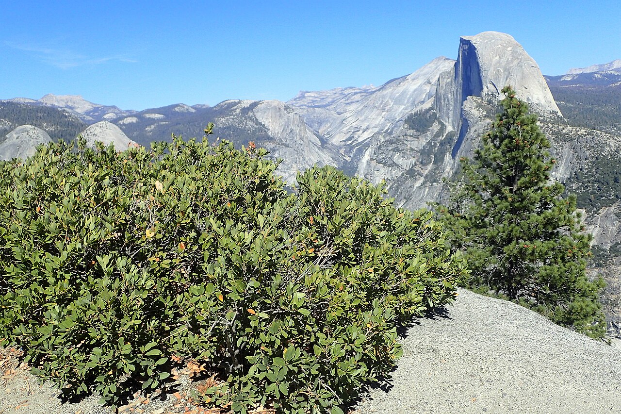 Huckleberry oak: Quercus vacciniifolia in Glacier Point and Half Dome in background in Yosemity NP, California