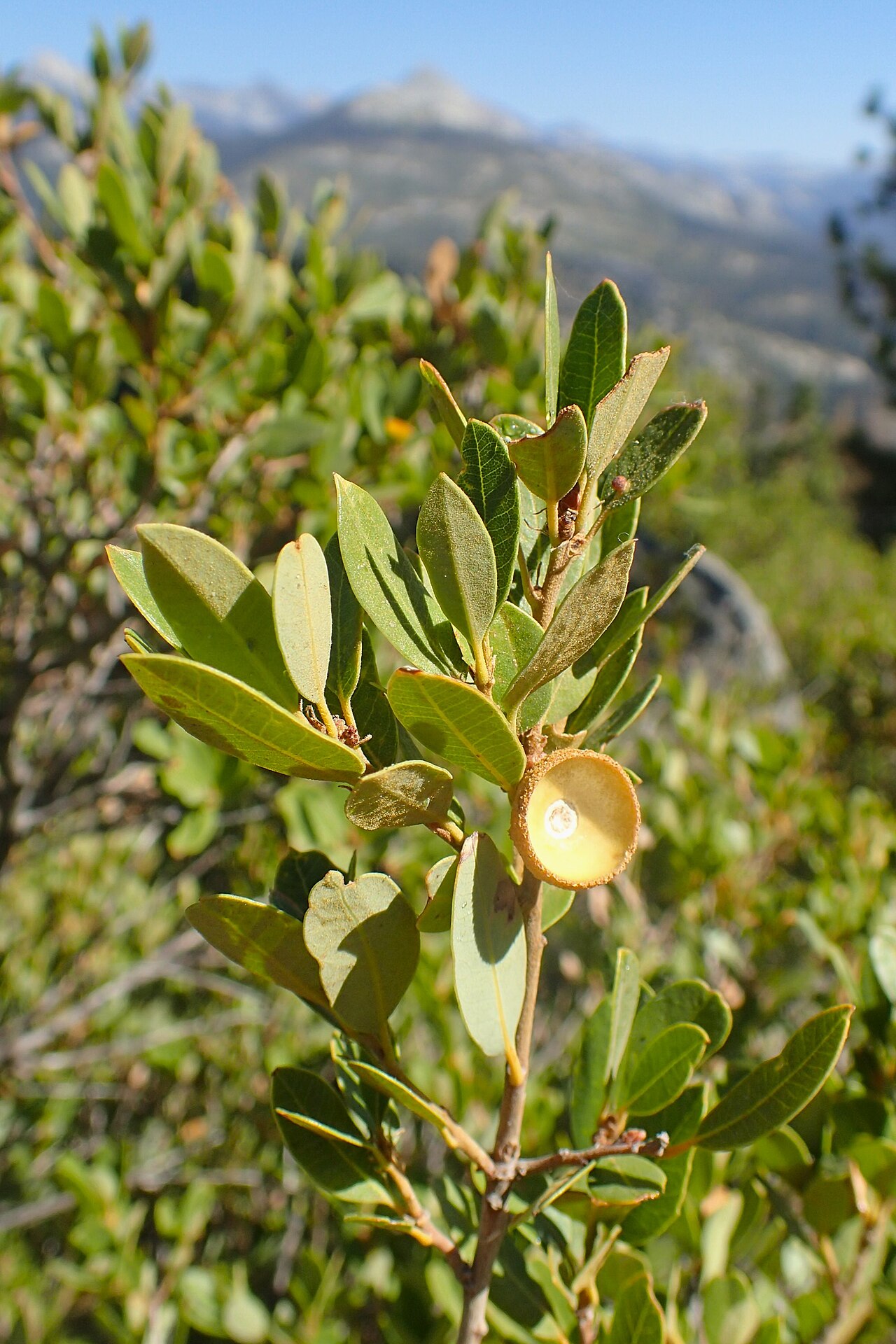 Huckleberry oak: Quercus vacciniifolia in Glacier Point in Yosemity NP, California