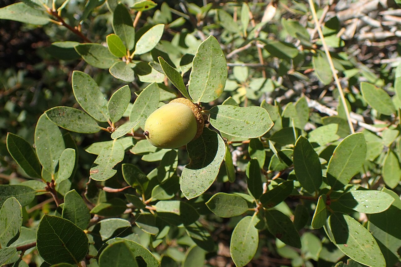 Huckleberry oak: Quercus vacciniifolia in Glacier Point in Yosemity NP, California