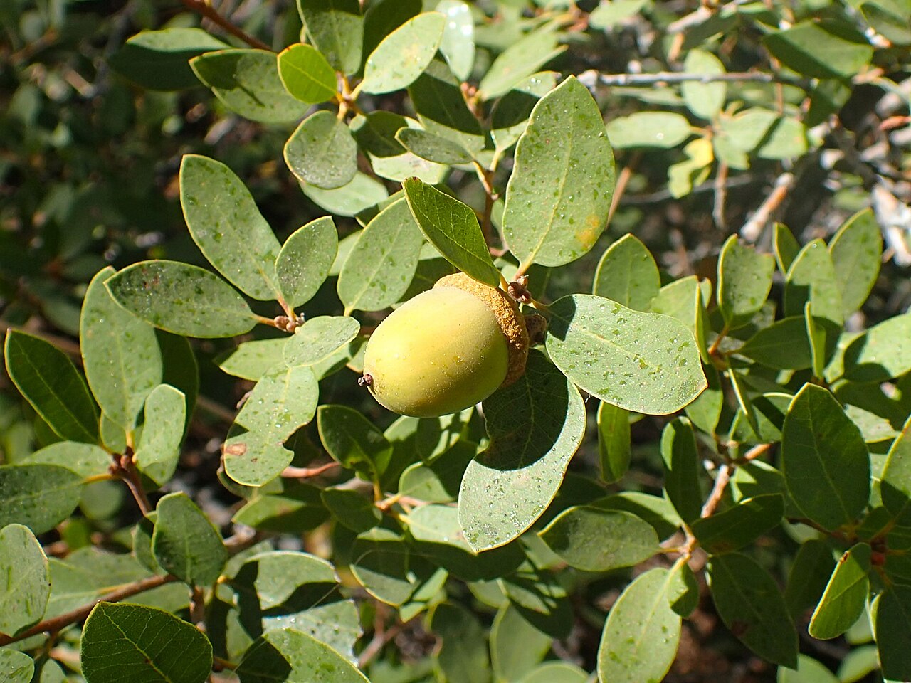 Huckleberry oak: Quercus vacciniifolia in Glacier Point in Yosemity NP, California