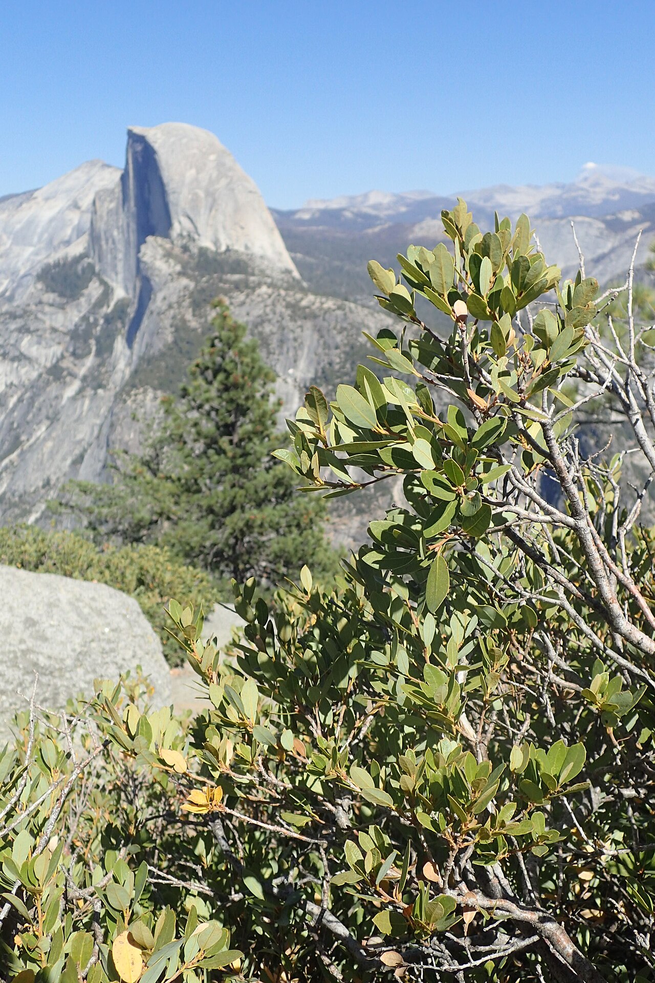 Huckleberry oak: Quercus vacciniifolia in Glacier Point and Half Dome in background in Yosemity NP, California