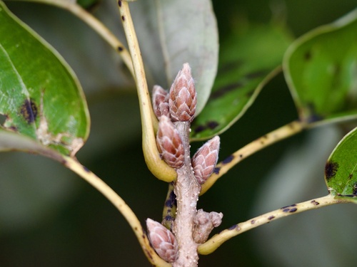 Chinese cork oak (Quercus variabilis)