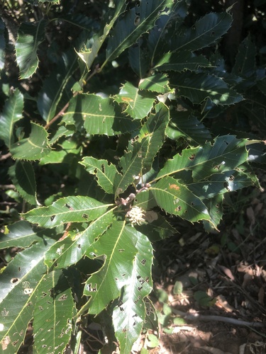 Chinese cork oak (Quercus variabilis)