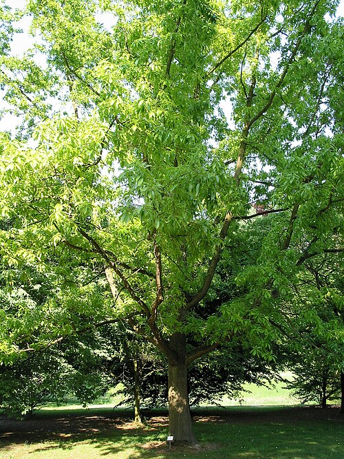 Chinese cork oak: Chinese Cork Oak