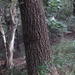 Chinese cork oak (Quercus variabilis)