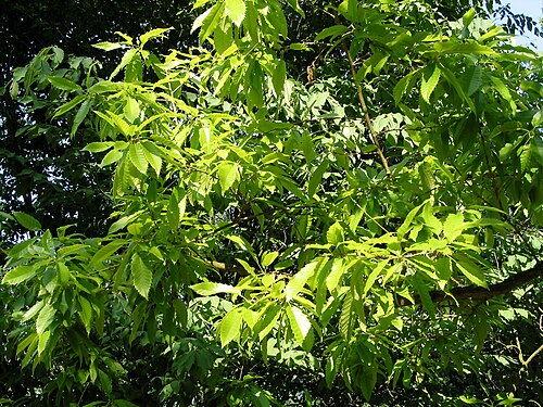 Chinese cork oak: Feuilles du Chêne liège de Chine ( Quercus variabilis ).