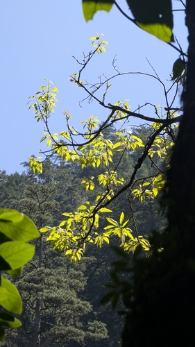 Chinese cork oak (Quercus variabilis)