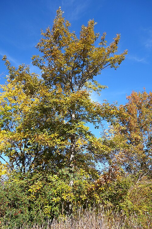 Chinese cork oak: Botanical specimen in Quarryhill Botanical Garden, Glen Ellen, California, USA.