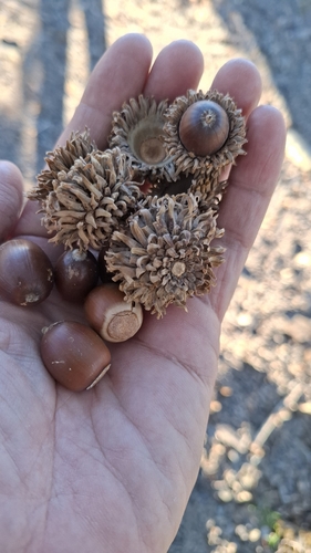 Chinese cork oak (Quercus variabilis)