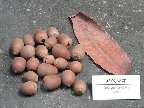 Chinese cork oak: Exhibit in the Osaka Museum of Natural History, Osaka, Japan. Photography was permitted in the museum without restriction.
