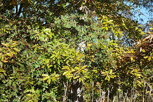 Chinese cork oak: Botanical specimen in Quarryhill Botanical Garden, Glen Ellen, California, USA.