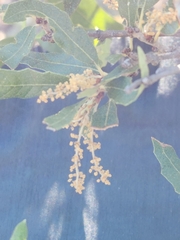 Sandpaper oak (Quercus vaseyana)