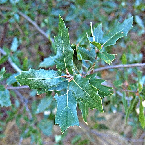 Sandpaper oak: Plant
