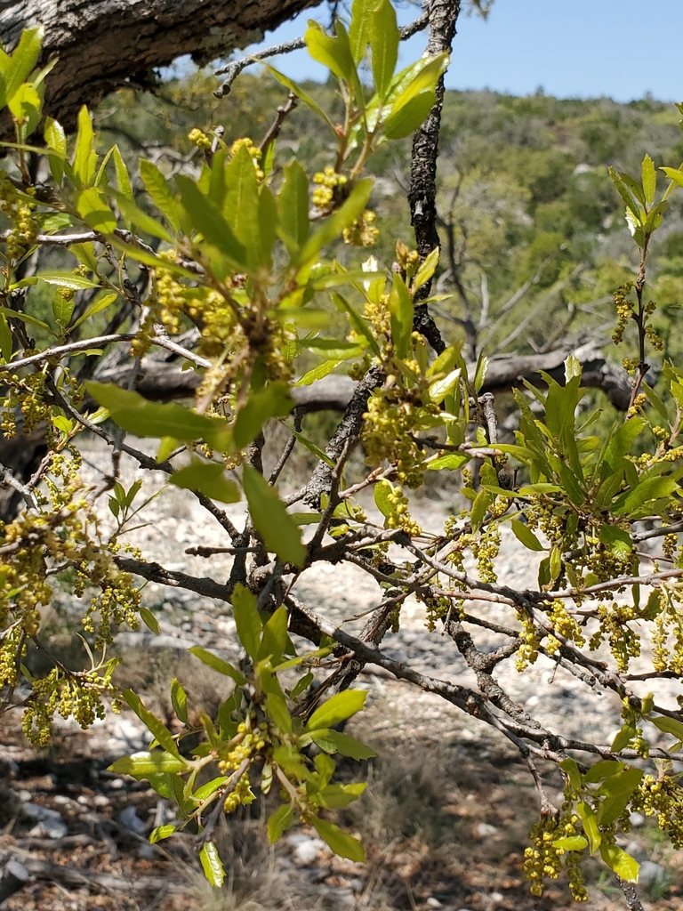 Sandpaper oak (Quercus vaseyana)