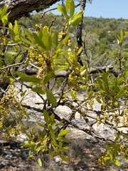 Sandpaper oak (Quercus vaseyana)