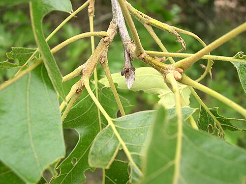 Black oak: June 16, 2005