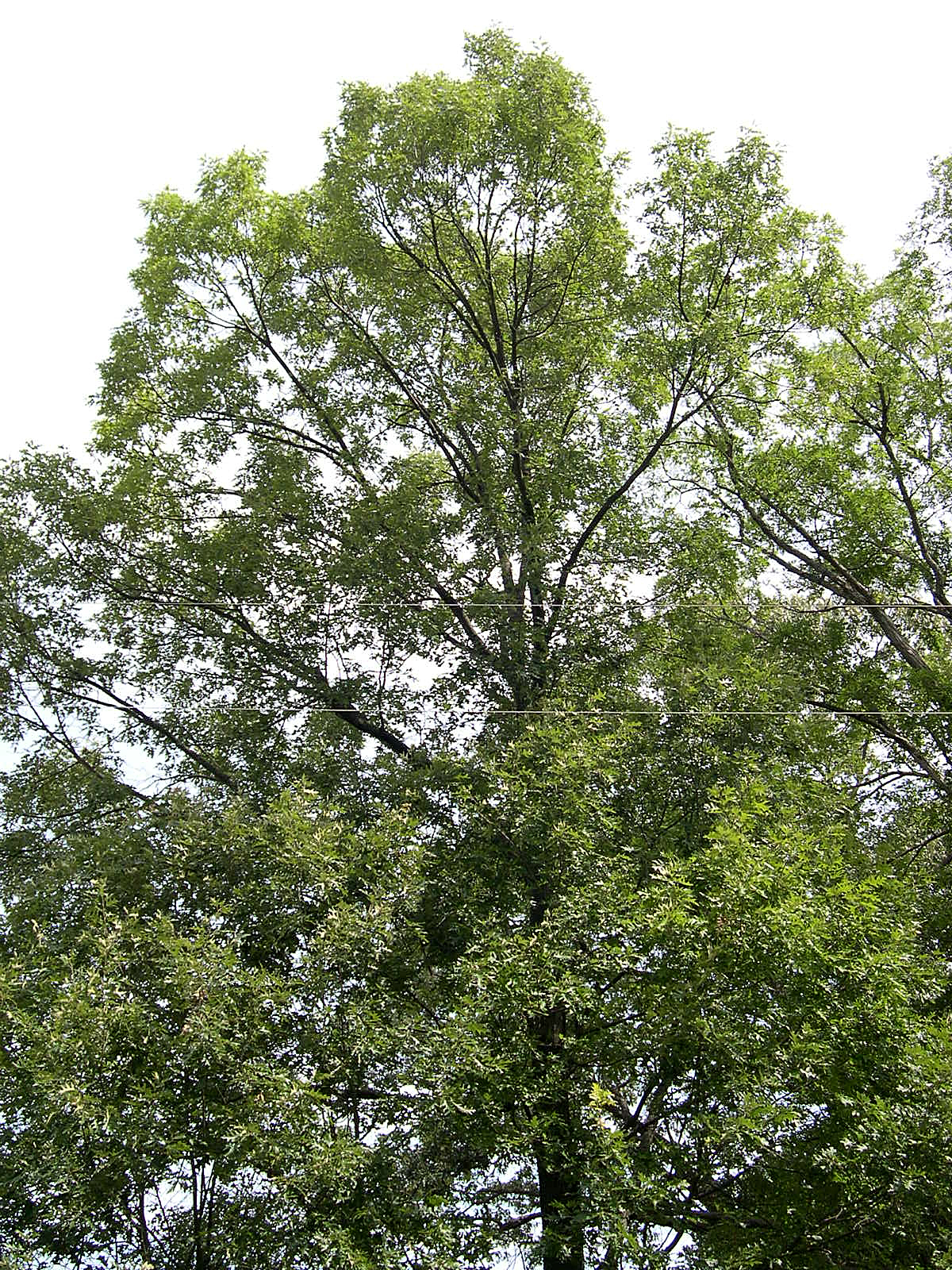 Black oak: June 16, 2005