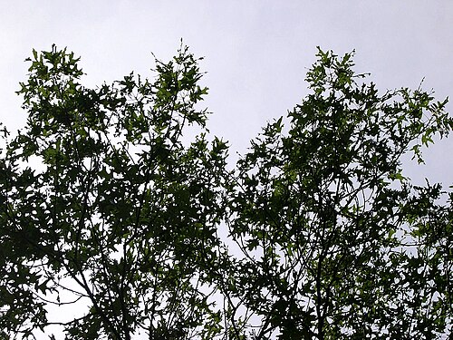 Black oak: June 16, 2005