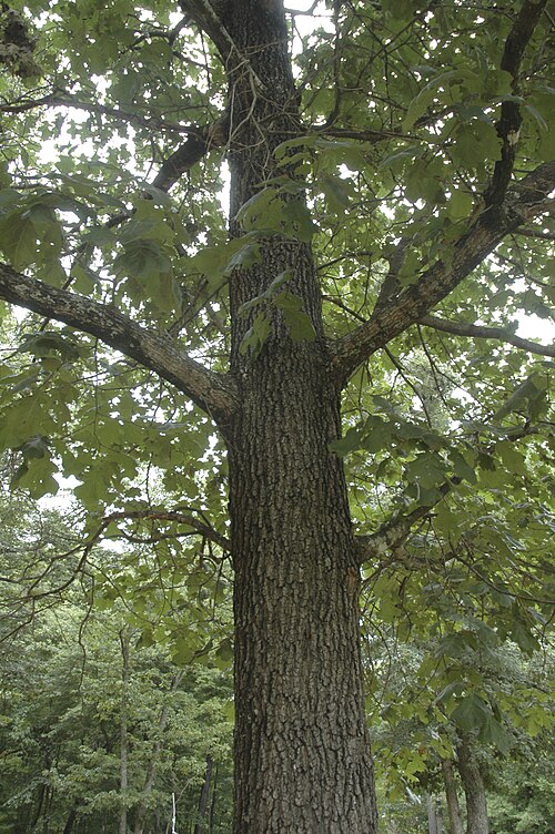 Black oak: Quercus velutina