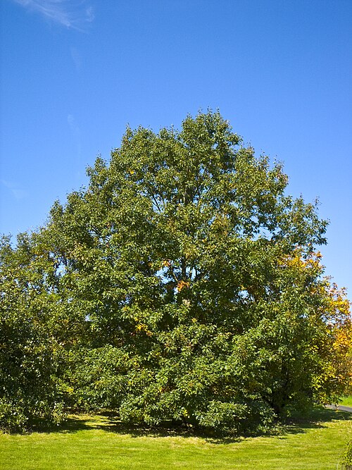 Black oak: Dyer's Oak (Quercus velutina) in the New Botanical Garden Marburg, Hesse, Germany
