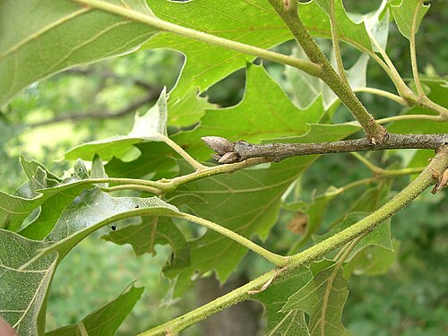Black oak: June 16, 2005