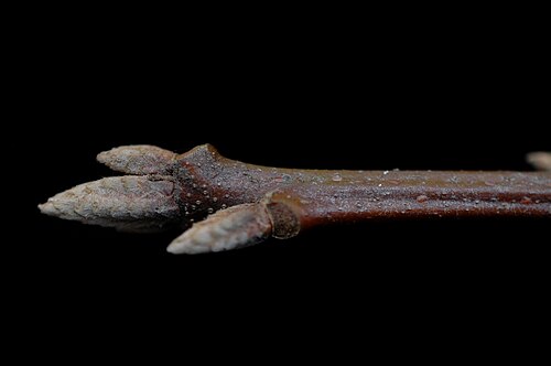 Black oak: Quercus velutina