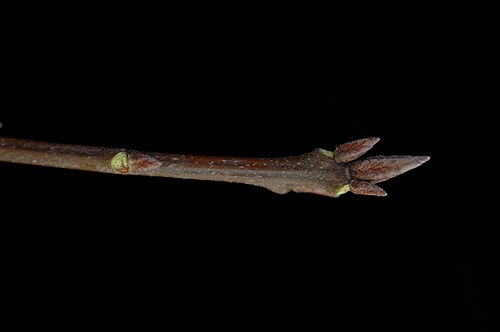 Black oak: Quercus velutina