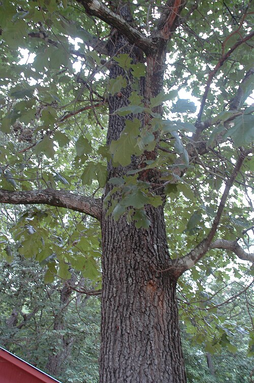 Black oak: Quercus velutina